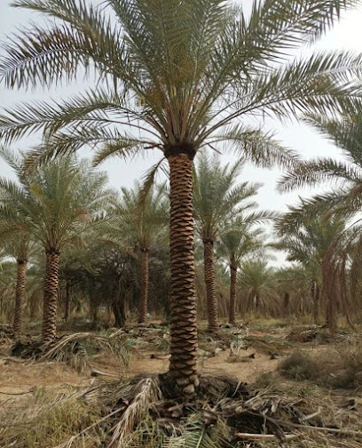Palm tree Growers | Dubai - United Arab Emirates|Al Satwa - Dubai|Al Tayer Building