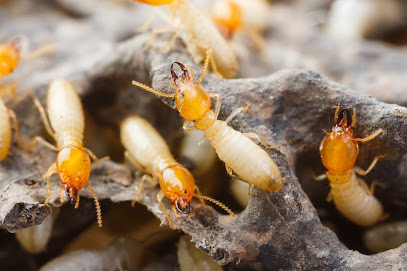 Atlas Termite & Pest Control Company - Ras al Khaimah - +971 55 726 7988