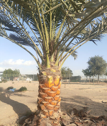 نخل الامارات مشتل البراري Date palm trees Washintonia available - Fujairah - +971 50 820 0481