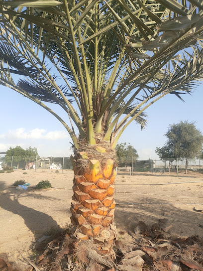 نخل الامارات مشتل البراري Date palm trees Washintonia available - United Arab Emirates|Hili - Abu Dhabi