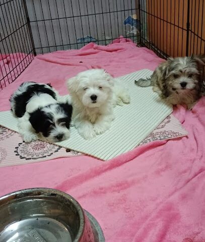 Paradisepets - Ras al Khaimah - +971 50 195 8540