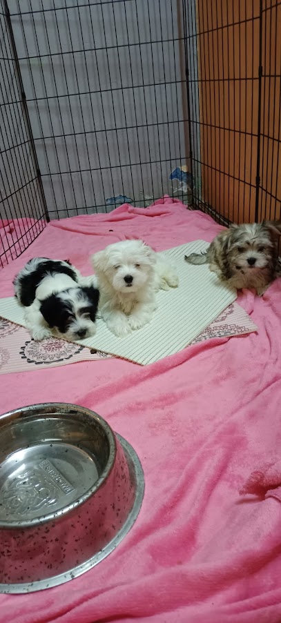Paradisepets - United Arab Emirates|Ajman|Al Bustanليوارة 1