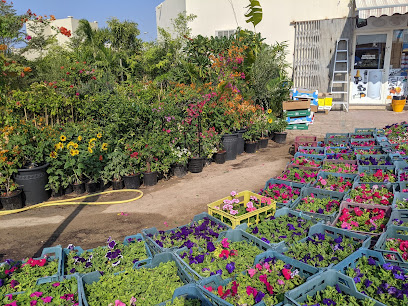 Al Tmaany Flowers & Plants Trading - Ras al Khaimah - +971 50 964 5998