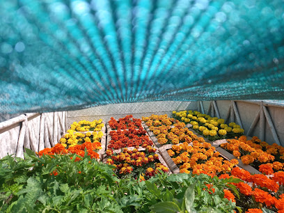 Amazon nursery , al dhaid road - Ras al Khaimah - +971 50 434 2499
