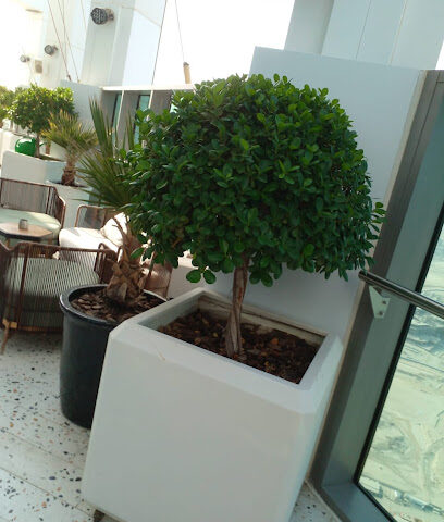 Souq garden - Ras al Khaimah - +971 58 512 0600