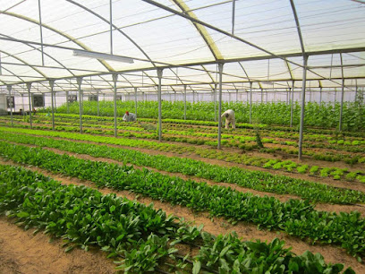 Greenheart Organic Farms - Fujairah - +971 4 361 7010