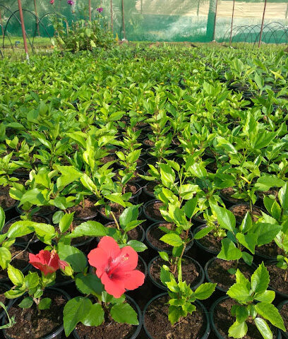 The Hybrid Nursery Sales - Ras al Khaimah - +971 55 792 0558