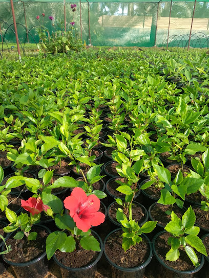 The Hybrid Nursery Sales - United Arab Emirates|Al Bidyah - Fujairah|C8MQ+JW2