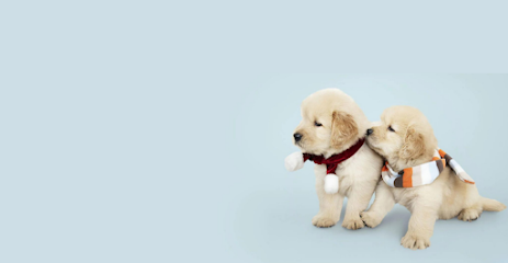 Akita pet store - Ras al Khaimah -