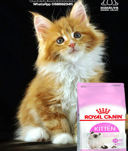 Himalaya Pet Salon & Pet Accessories Shop - Ras al Khaimah - +971 58 662 3411