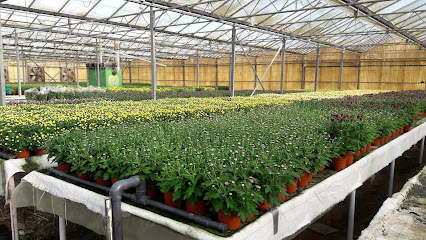 Siji Greenhouse - Dubai - +971 4 263 7947