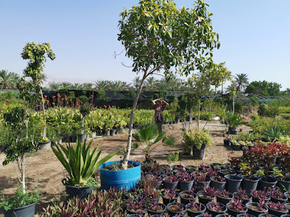 al shams nursery - Ras al Khaimah - +971 50 948 0695