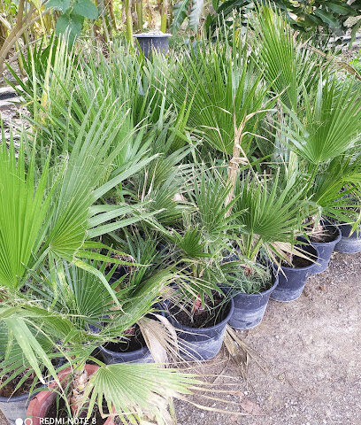 Atiq Hossain Nursery - Ras al Khaimah -
