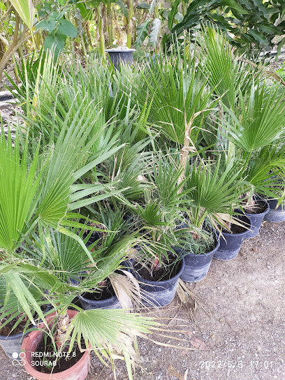 Atiq Hossain Nursery - United Arab Emirates|Wasit - Fujairah|H6RW+HQ6
