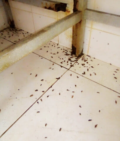 Pest Control Services Ultimate super services - Ras al Khaimah - +971 54 252 6497