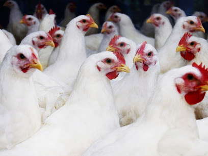 Hafeet Poultry Est - Fujairah -