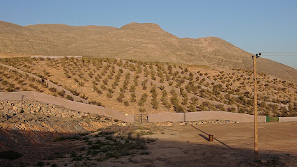 Mountain Olive Farm - Fujairah -