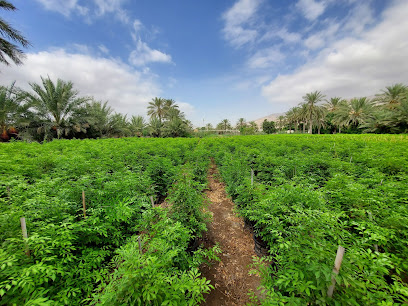 The Green Nursery Sales (Branch 2) - Ras al Khaimah - +971 50 254 2312