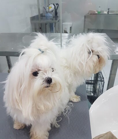 Pets Hub - Ras al Khaimah - +971 56 677 0193