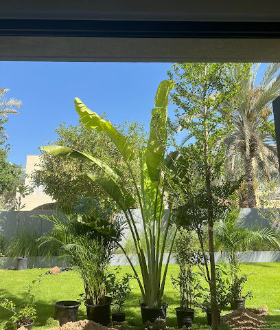 Plantsworld.aeI UAE's Most Trusted Indoor and Outdoor Online Plant Shop - Ras al Khaimah - +971 52 427 9966