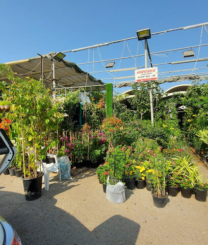 Shuweihat Landscaping - Dubai - +971 56 110 8753