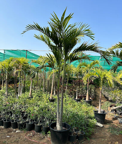 TROPICAL LANDSCAPING - Dubai - +971 2 554 9487