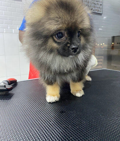 My Pet Grooming Center ماي بت صالون للحيوانات الاليفة - Ras al Khaimah - +971 50 994 0405