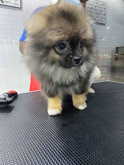 My Pet Grooming Center ماي بت صالون للحيوانات الاليفة - United Arab Emirates|Old Ras Al Khaimah - The Old Market - Ras al Khaimah|Corniche Al Qawasim St