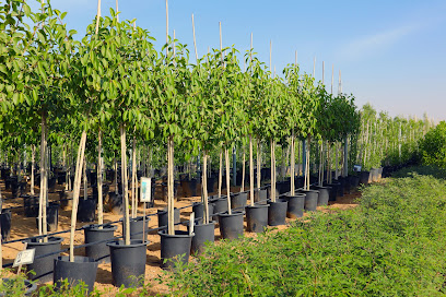 Al Sajaa Nursery - Ras al Khaimah - +971 52 439 8073