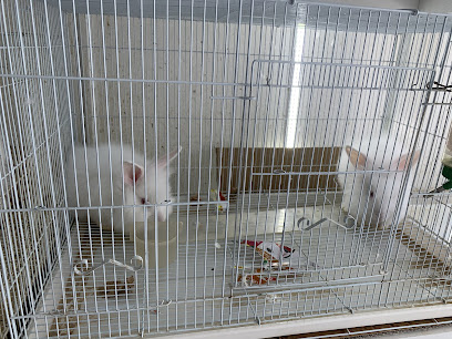 Wahat Al Canary Pets & Decoration Birds - Ras al Khaimah - +971 50 727 3728