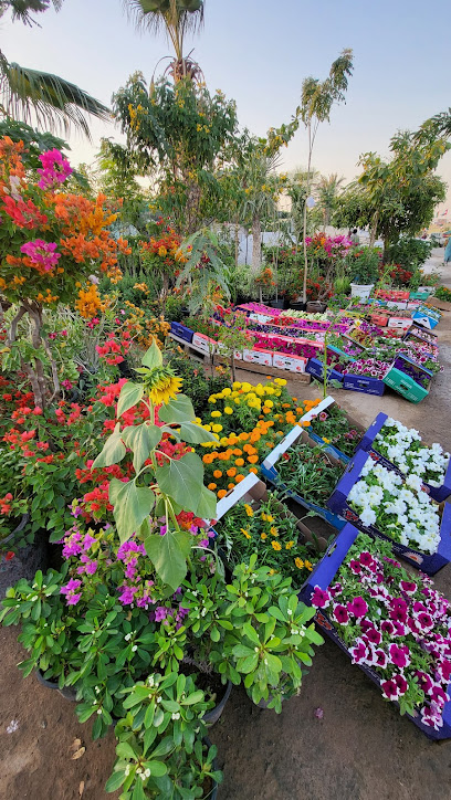 Clean Deal Gardens LLC - United Arab Emirates|Warsan 3 - Dubai