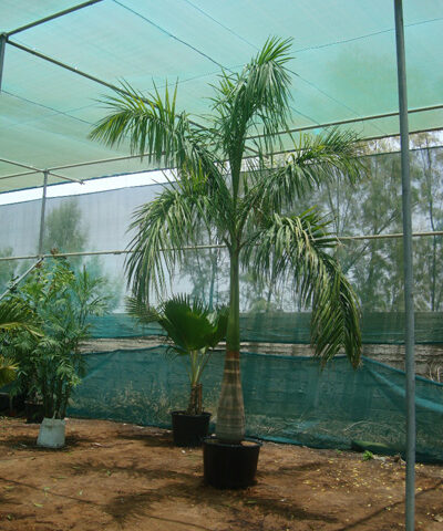 ECO DESERT PALM NURSERY - Dubai - +971 50 180 7501