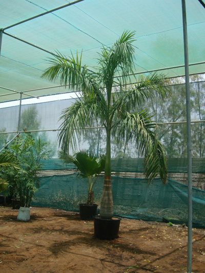 ECO DESERT PALM NURSERY - United Arab Emirates|Dubai|Al ruwayyah