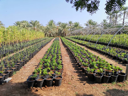 GREEN GRASS SEEDS AND SEEDLING LLC - Ras al Khaimah - +971 55 333 0152