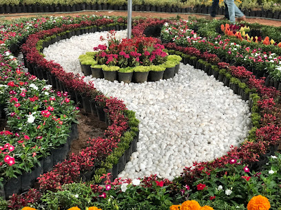 Umm Al Salsal Trading Flowers and Indoor Plants - Dubai - +971 2 673 0306