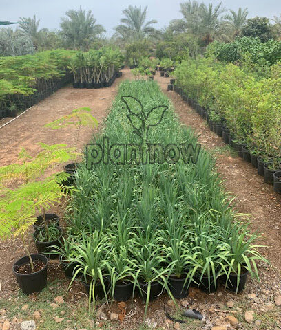 PlantNow - Buy Plants Online in Dubai | Buy Plants Online Cheap Price in UAE - Ras al Khaimah - +971 55 397 6600