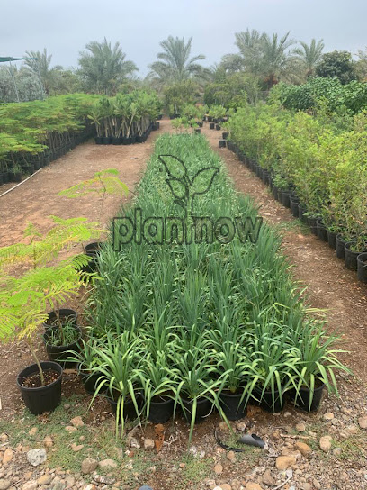 PlantNow - Buy Plants Online in Dubai | Buy Plants Online Cheap Price in UAE - United Arab Emirates|Al Qusais - Dubai|Damascus Street|102