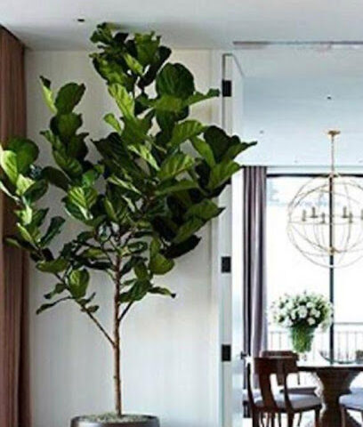 Taj flower trading and landscape laager.laager.laager.laager.c - Ras al Khaimah -