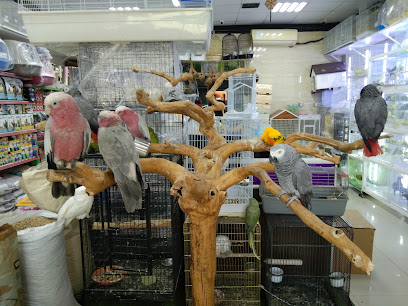 Birds & Pets Market - Ras al Khaimah -