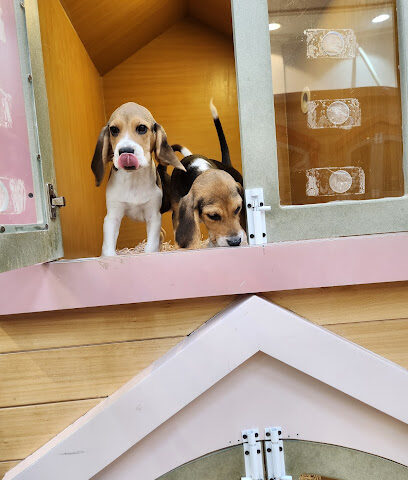 Petland - Ras al Khaimah - +971 50 222 4115