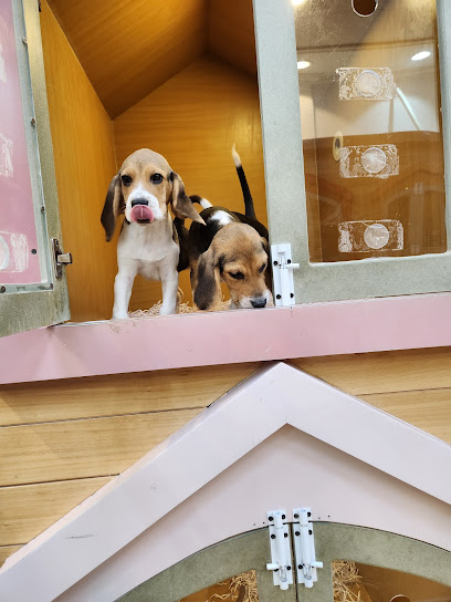 Petland -