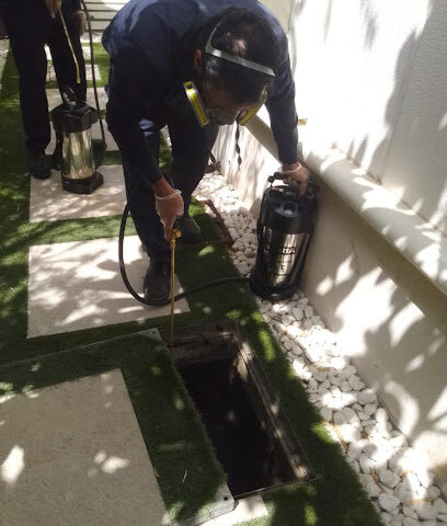 Blue Diamond Pest Control - Ras al Khaimah - +971 52 908 4701