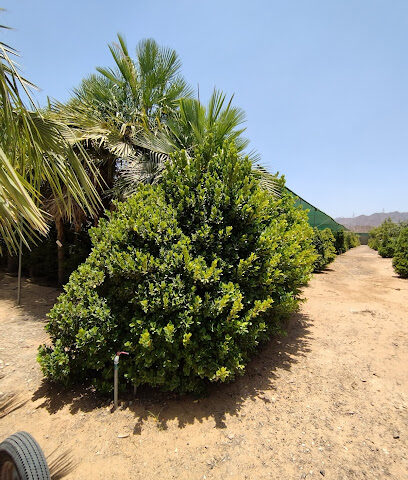Mawarid Nursery - Ras al Khaimah - +971 54 369 3412