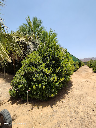 Mawarid Nursery - United Arab Emirates|Hili - Abu Dhabi|8QCW+8X