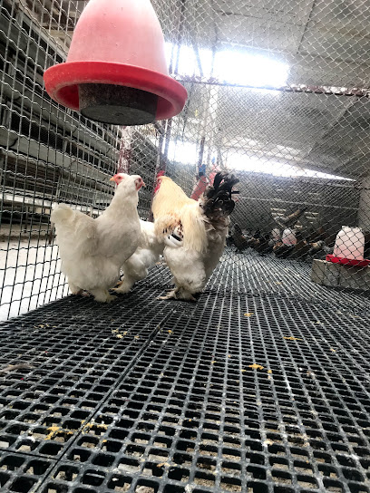 Falcon Garah trade birds and pets - United Arab Emirates|Abu Dhabi|Livestock Market