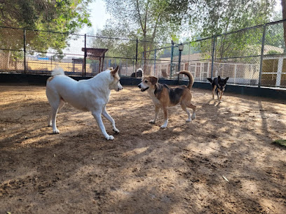 Pet Care - Dubai - +971 54 450 0316