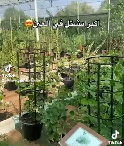 AL AYADI AL KHADRA NURSERY - Ras al Khaimah - +971 3 736 6299