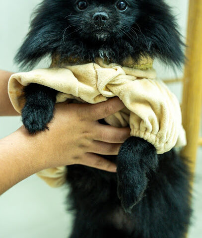 ALMALIKA PETS CARE ، الملكة للعناية بالحيوانات الأليفة - Ras al Khaimah - +971 50 292 4193