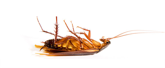 Pestco Pest Control Service - Ras al Khaimah - +971 52 900 8543