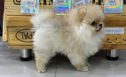 loves pet - Ras al Khaimah - +971 50 165 2426